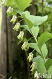 Gewone salomonszegel (Polygonatum multiflorum)