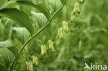 Gewone salomonszegel (Polygonatum multiflorum)