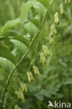 Gewone salomonszegel (Polygonatum multiflorum)