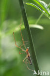 Common Stretchspider (Tetragnatha extensa)