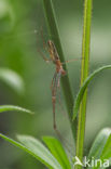 Common Stretchspider (Tetragnatha extensa)