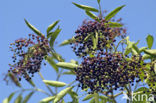 Gewone vlier (Sambucus nigra)