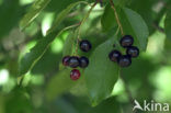 Gewone vogelkers (Prunus padus)