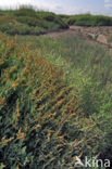 Sea Purslane (Atriplex portulacoides)