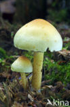 Sulphur tuft (Hypholoma fasciculare)