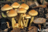 Sulphur tuft (Hypholoma fasciculare)