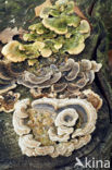 Gewoon elfenbankje (Trametes versicolor)