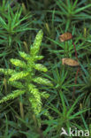 haircap moss (Polytrichum commune)