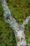 Monk’s-hood lichen (Hypogymnia physodes)