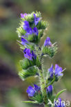 Gewoon Slangenkruid (Echium vulgare)