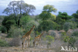 Giraffe (Giraffa camelopardalis)