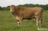 Cow (Bos domesticus)