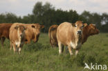 Cow (Bos domesticus)