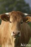 Cow (Bos domesticus)