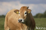 Cow (Bos domesticus)