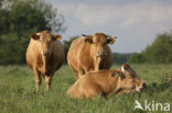 Glanrund Koe (Bos domesticus)