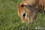 Cow (Bos domesticus)