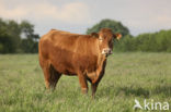 Cow (Bos domesticus)