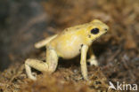 golden poison frog (Phyllobates terribilis) 