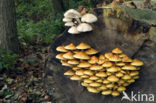 Goudvliesbundelzwam (Pholiota aurivella)