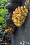 Goudvliesbundelzwam (Pholiota aurivella)