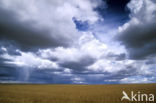 Grain