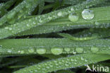 Gras