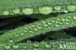 Gras