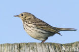 Graspieper (Anthus pratensis) 