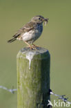 Graspieper (Anthus pratensis) 