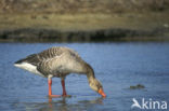 Grauwe Gans (Anser anser)