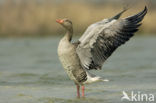 Grey Lag-Goose (Anser anser)