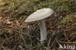 Grijze slanke amaniet (Amanita vaginata)