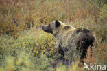 Grizzly Bear (Ursus arctos horribilis)