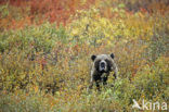Grizzly Bear (Ursus arctos horribilis)
