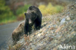 Grizzly Bear (Ursus arctos horribilis)