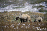 Grizzly Bear (Ursus arctos horribilis)