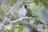 vervet monkey (Cercopithecus aethiops)