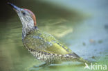 Eurasian Green Woodpecker (Picus viridis)