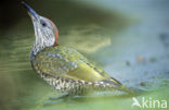 Eurasian Green Woodpecker (Picus viridis)