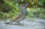 Groene Specht (Picus viridis) 