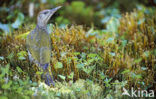 Groene Specht (Picus viridis) 