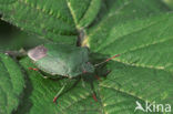 Groene stinkwants (Palomena prasina)