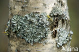 Hooded rosette lichen (Physcia adscendens)