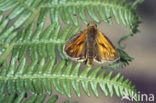 Groot dikkopje (Ochlodes faunus)