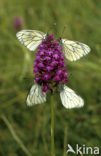 Groot geaderd witje (Aporia crataegi) 