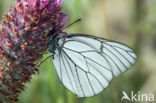 Groot geaderd witje (Aporia crataegi) 