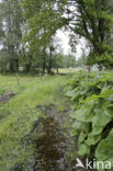 Groot hoefblad (Petasites hybridus)