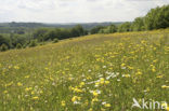 Groot streepzaad (Crepis biennis)