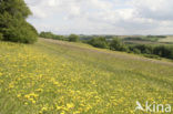 Groot streepzaad (Crepis biennis)